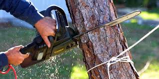 Best Tree Preservation Services  in Athens, GA