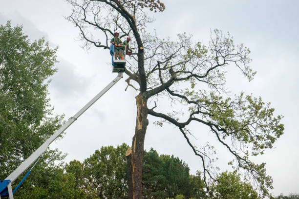 Best Tree Maintenance Programs  in Athens, GA