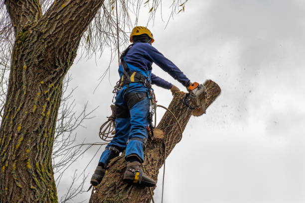 Best Tree Mulching  in Athens, GA