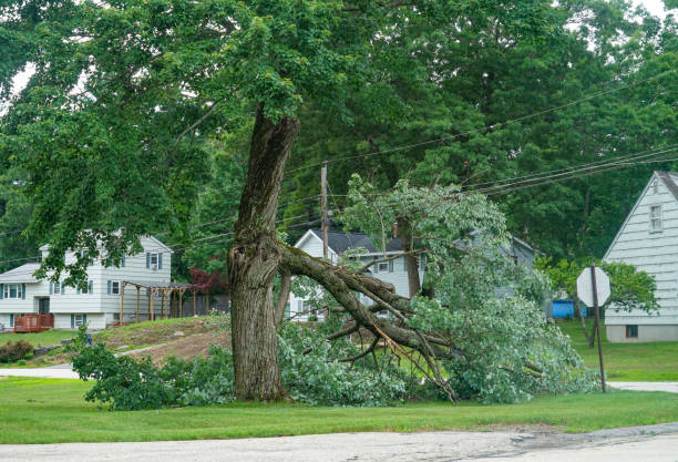 Professional Tree Services in Athens, GA