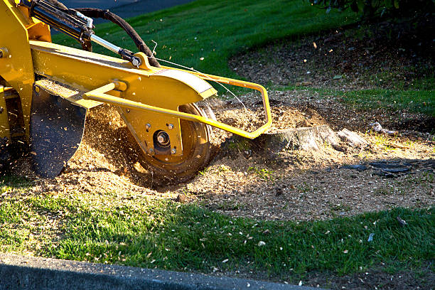 Best Sod Installation  in Athens, GA