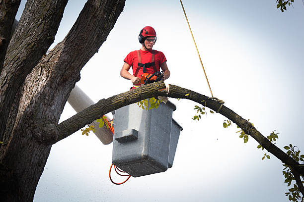 Best Palm Tree Trimming  in Athens, GA