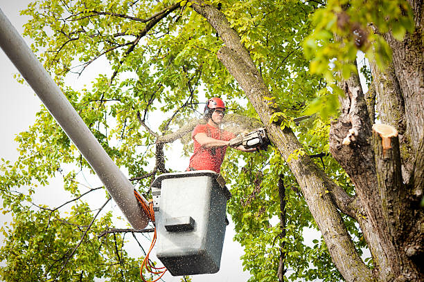 How Our Tree Care Process Works  in Athens, GA