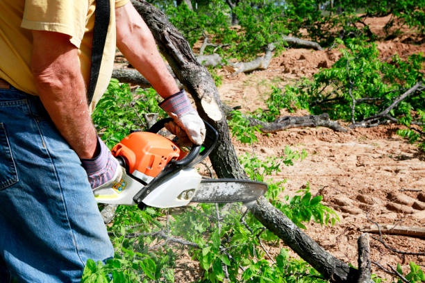 Best Tree Removal  in Athens, GA